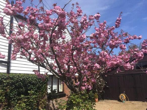 Cherry Blossom