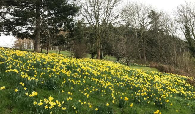 Daffs 1.jpg