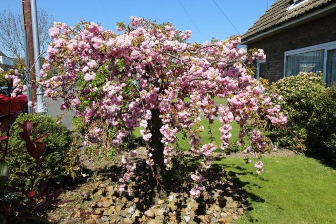 Flowering CherryTree