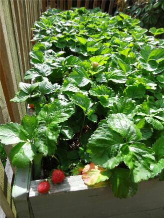 Strawberries