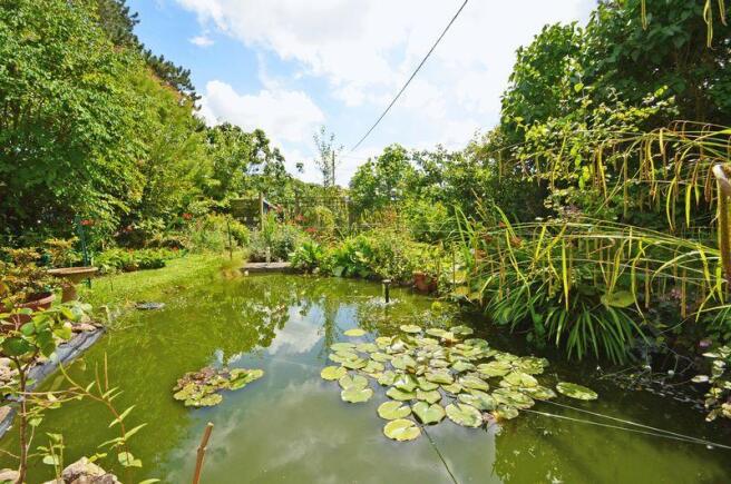 Pond