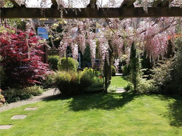 Wisteria Photo