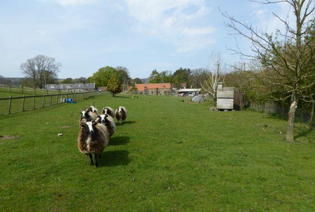 Paddock/Gardens