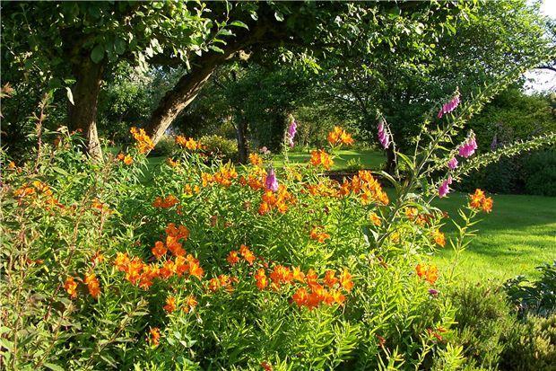 Garden in Bloom