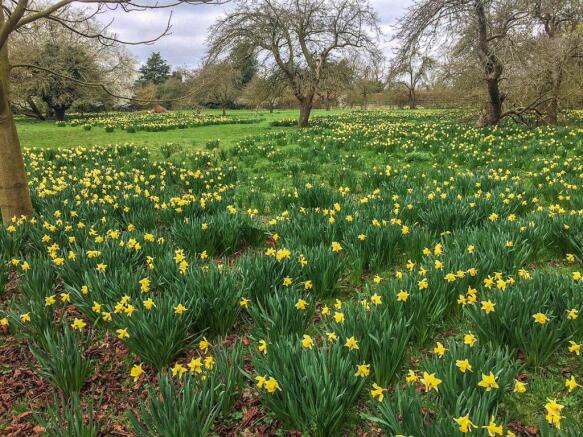 PADDOCK IN SPRING