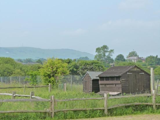 Chicken Sheds