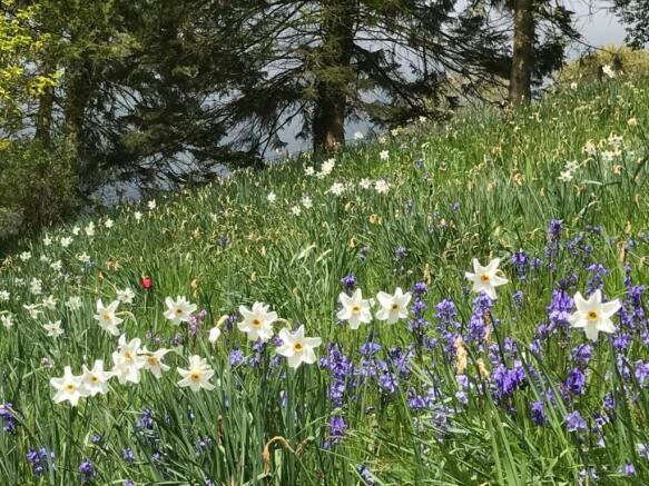 Bluebells and daffs.JPG