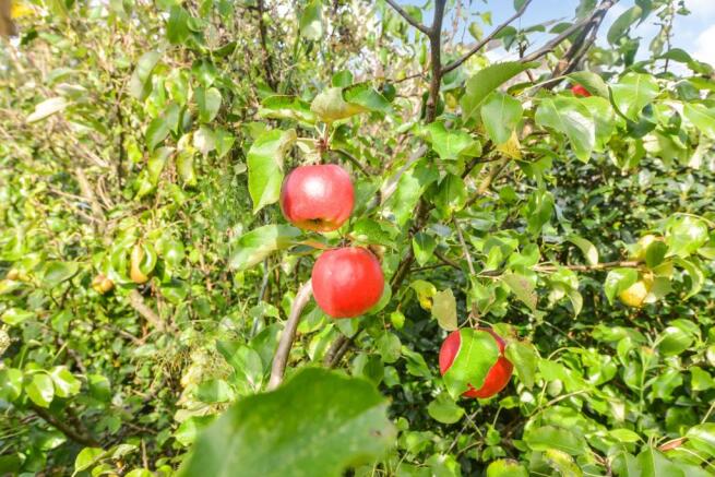 Fruit trees