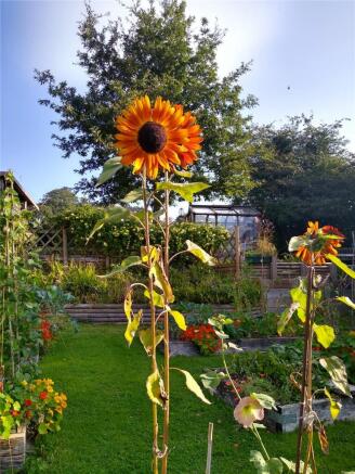 Veg Plot