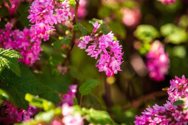 Front Shrubs