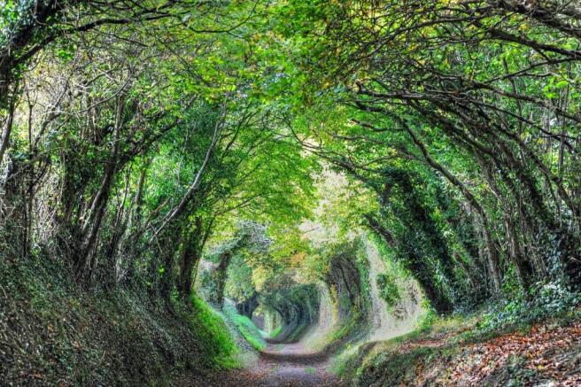 Southdowns