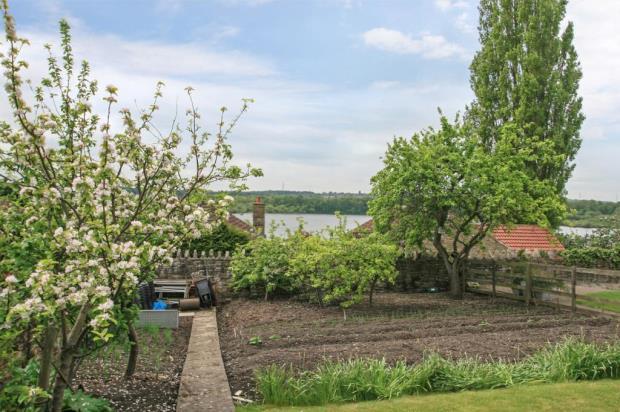 Vegetable Garden