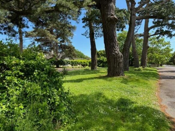front trees