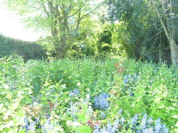 Garden 6