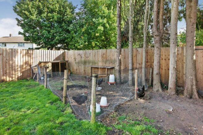 chickens area