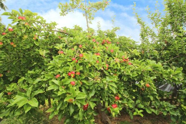 Apple Trees