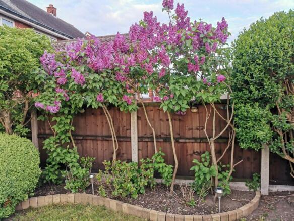 Rear Garden (spring time)