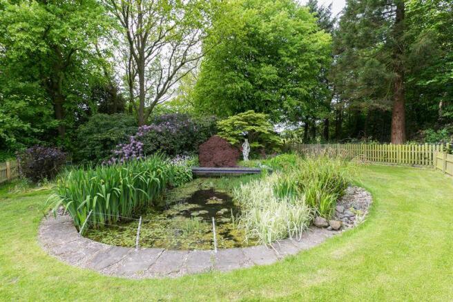 Pond