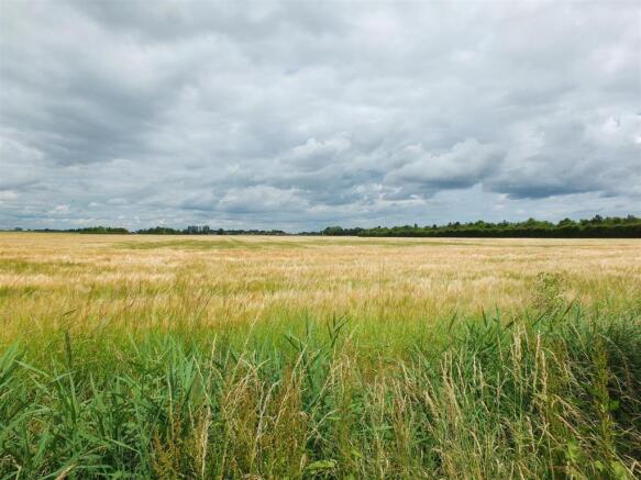 Field.jpg