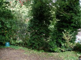 Woodland
