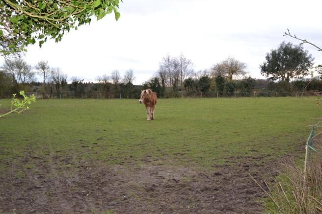 Paddock (Pony not...