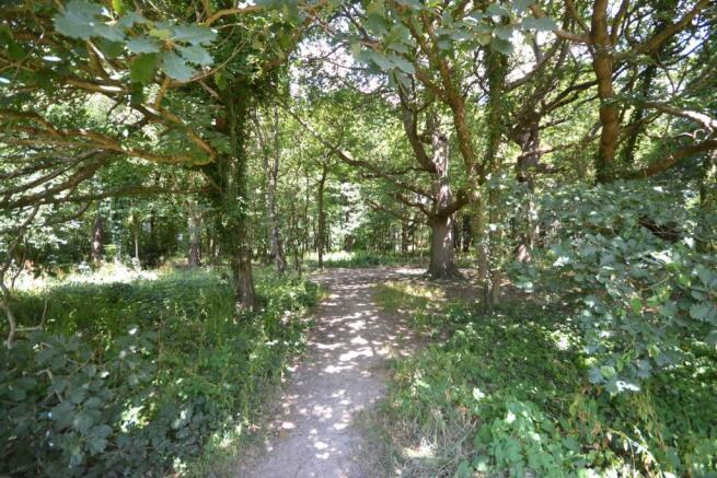 Woodland opposite
