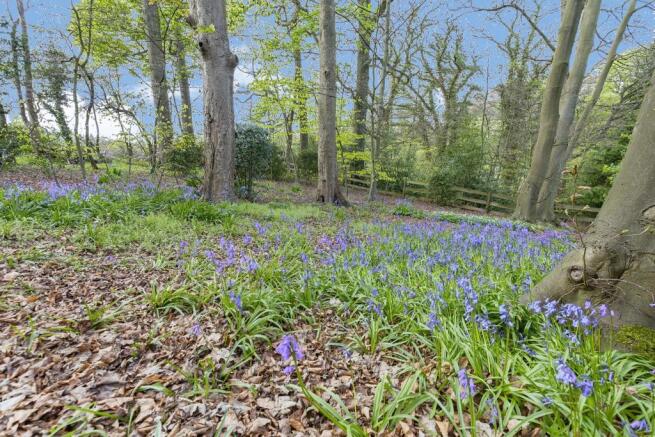 Wooded Area