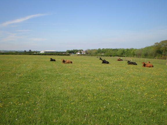 Dexters