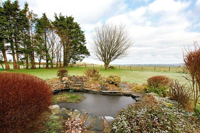 Pond