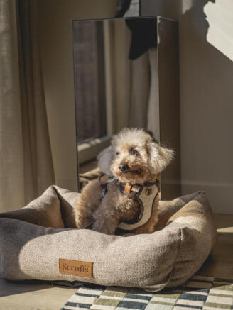 High Res Billy Bolton Greystar Pearl Yard Amenities+Dog 300 (1)