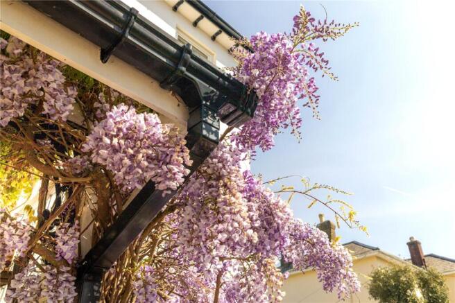 Wisteria