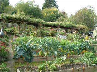 Garden 4