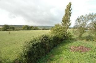 Garden/view