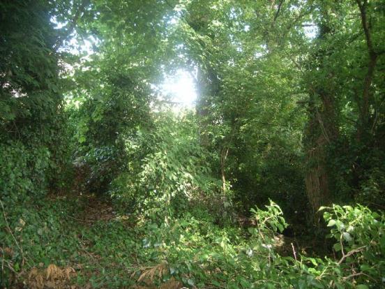 Wooded Area