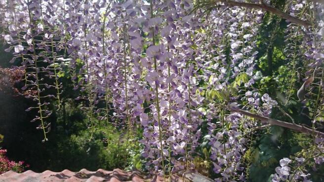 Historical Photo of Wisteria from Last June.JPG