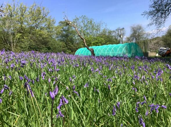 Upper Polytunnel