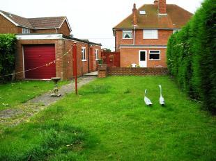 Back Garden