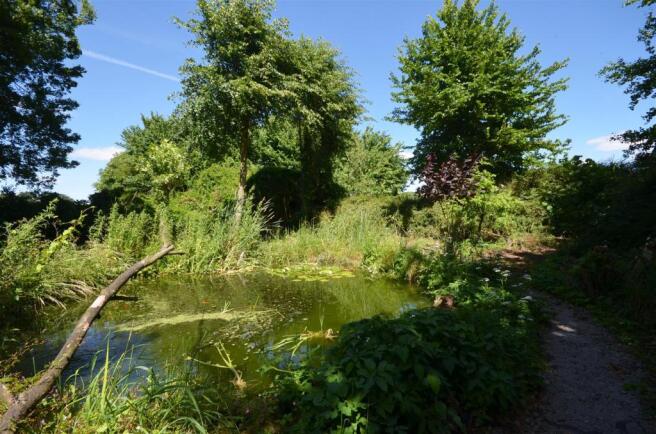 Pond