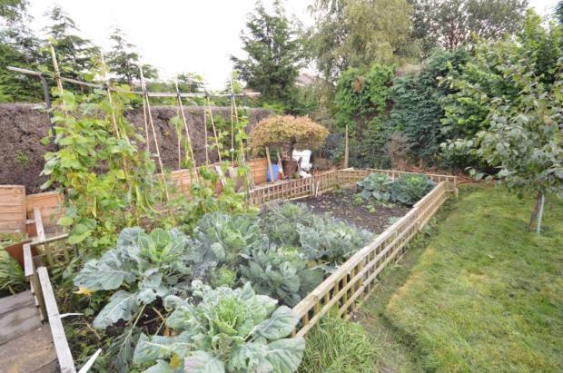 Vegetable Patch