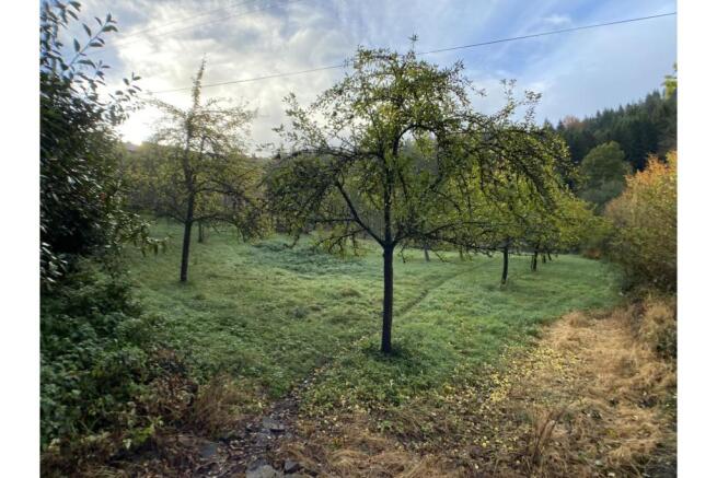 Orchard