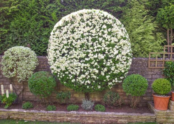 Garden at Back