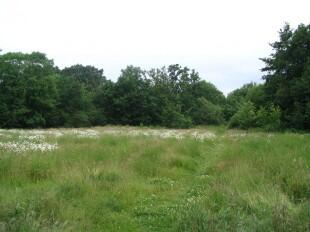 Meadow
