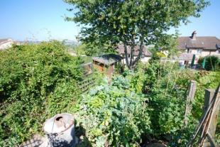 Vegetable Garden