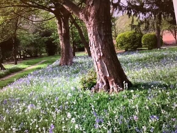 Bluebells.jpg
