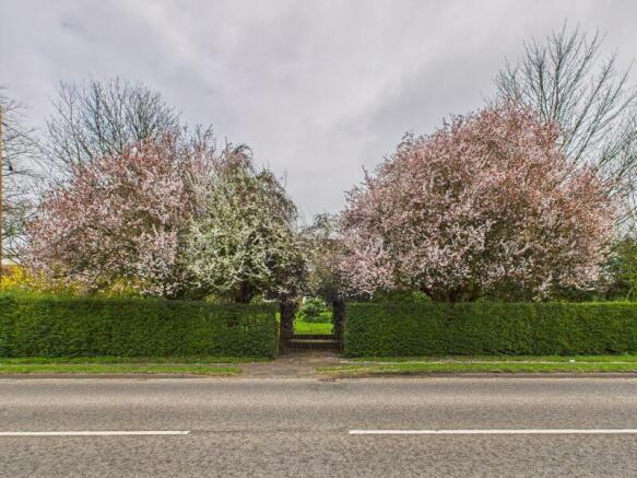 Cherry blossom