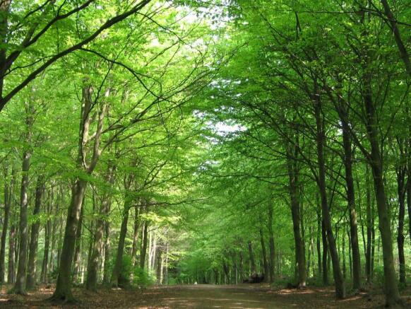Bacton woods
