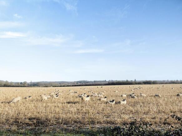 Open Field Views