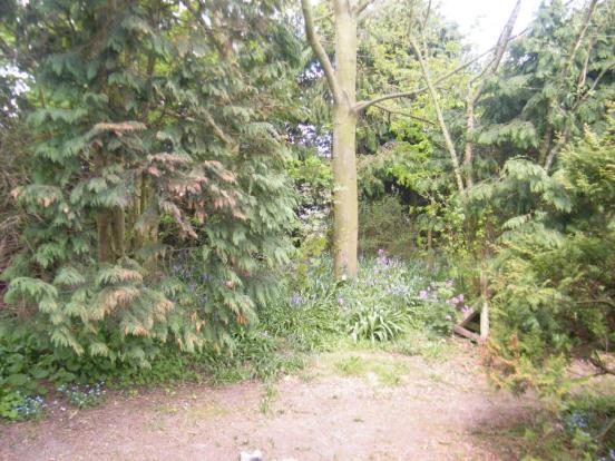 Trees