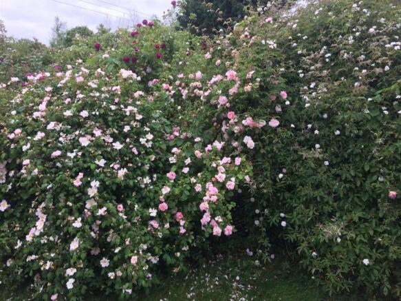 Bush Roses.jpg