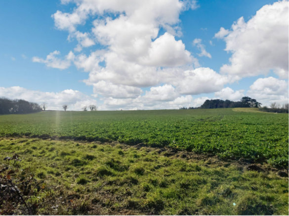 Field 